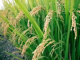 Goa: Agriculture | Goa State PSC (GPSC) Preparation - GPSC (Goa)