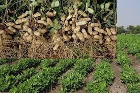 Cropping Pattern in Gujarat