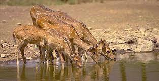 Eco Tourism and Wildlife Tourism in Rajasthan | RPSC Preparation: All subjects - RPSC RAS (Rajasthan)
