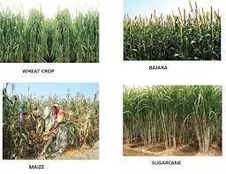 The Southern Plateaus - 2 Class 4 Worksheet SST