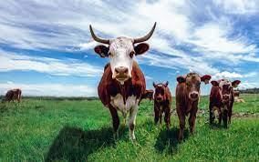 Livestock - 2 Class 4 Worksheet SST