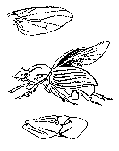 Pests and diseases and their mode of action - Plant Protection Measures, Crop Production | Crop Production Notes- Agricultural Engineering
