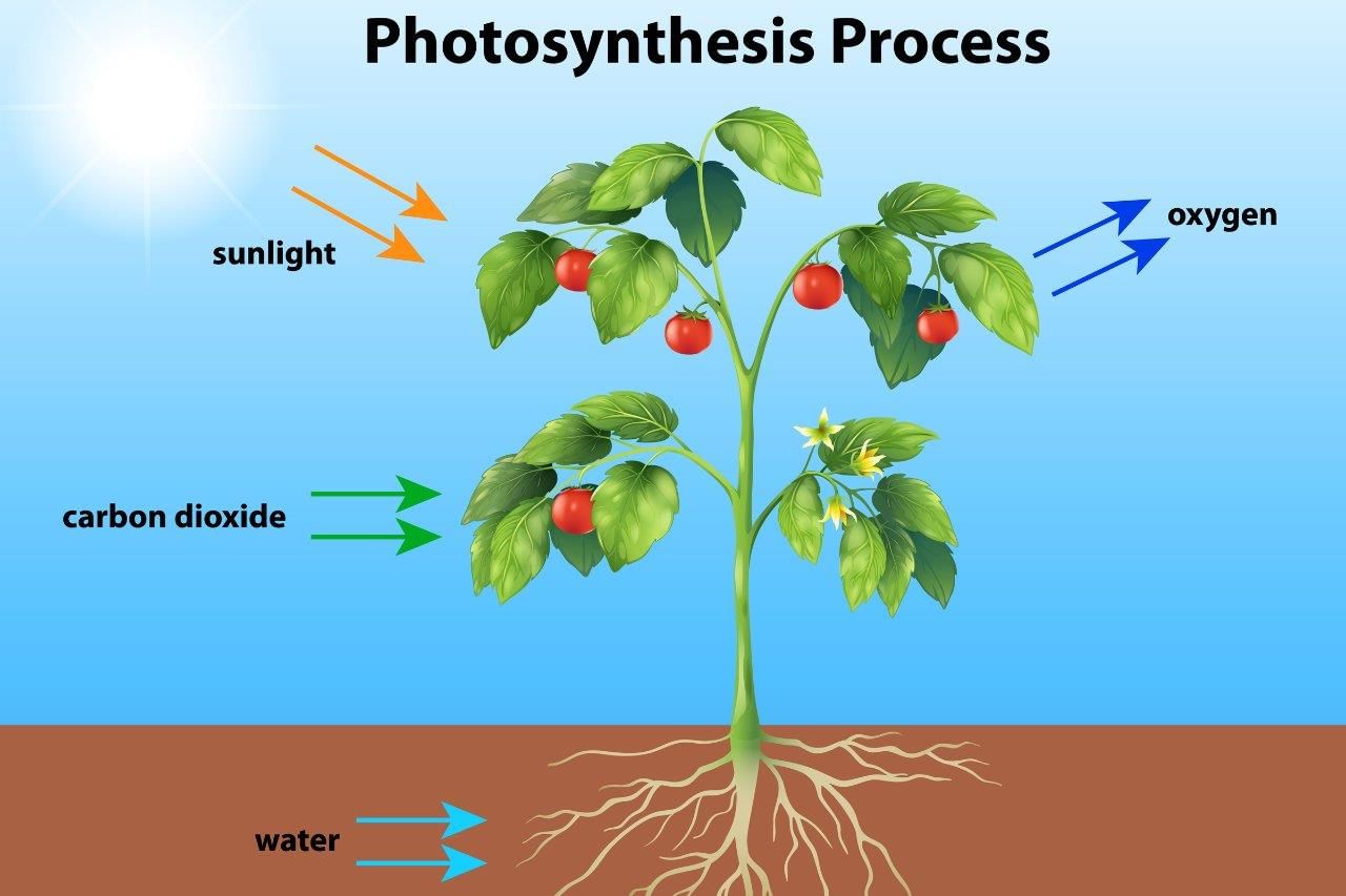 Unit Test: Nutrition in Plants | Science Class 7 (Old NCERT)