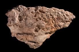 What can fossils tell us? | Year 6 Science