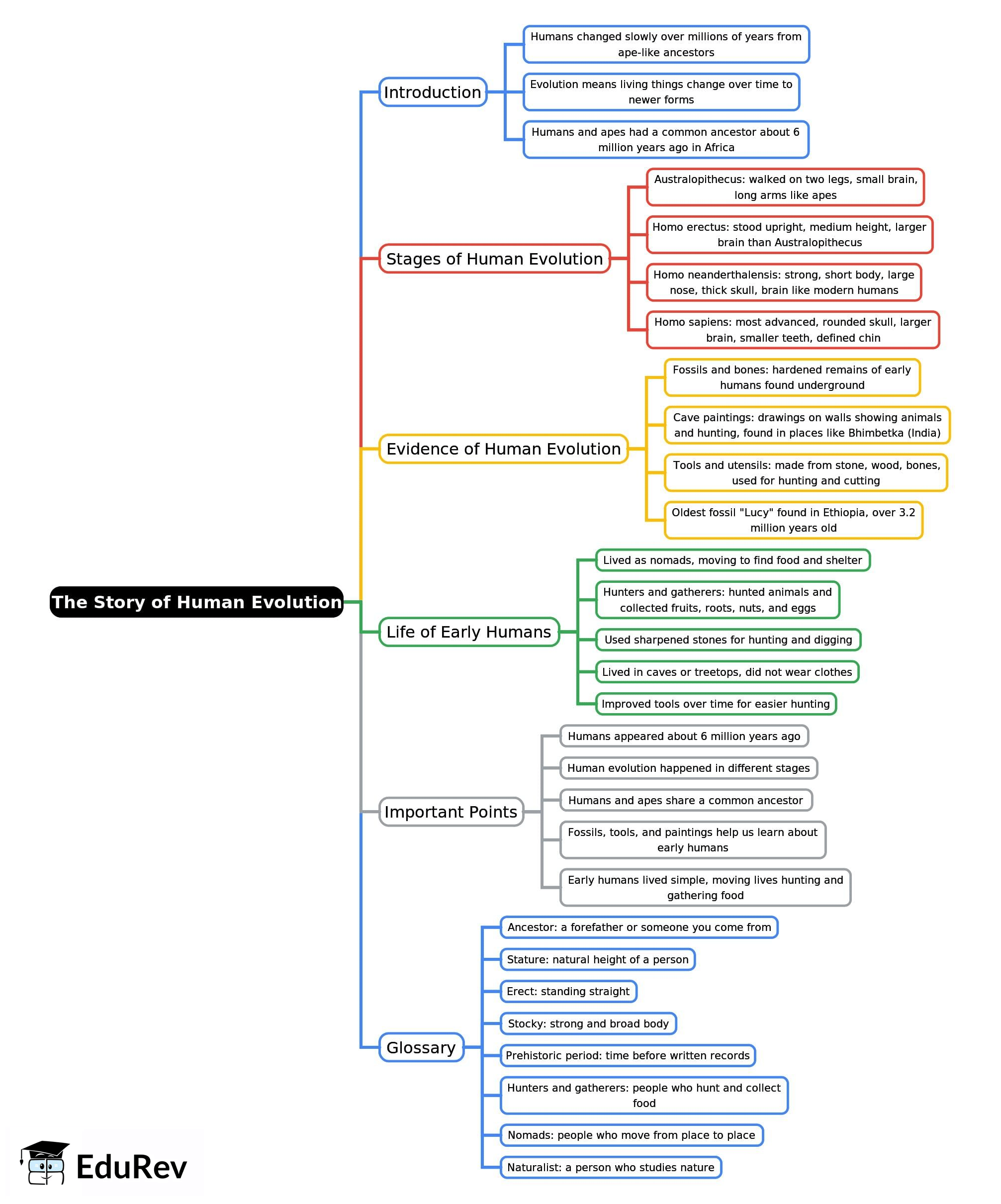 Mind Map: The Story of Human Evolution | Social Studies Class 5 ICSE