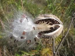 Pollination and seed spreading | Year 3 Science