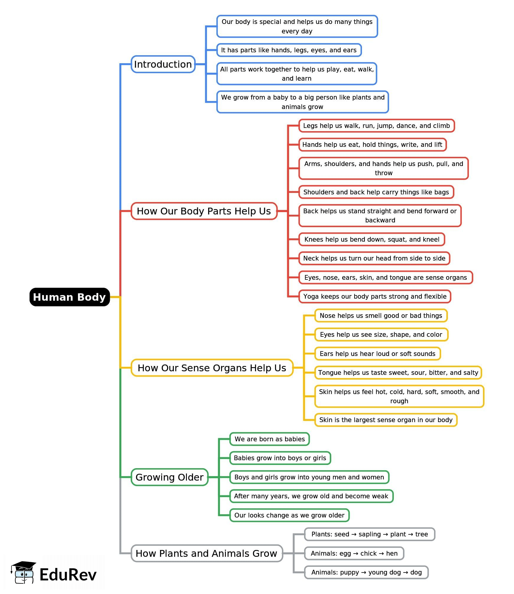 Mind Map: Human Body | Year 3 Science IGCSE (Cambridge) - Class 3