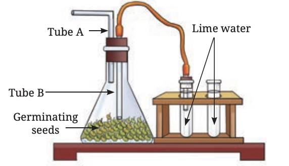 Life Processes in Plants Class 7 Notes Science Chapter 10 Free PDF