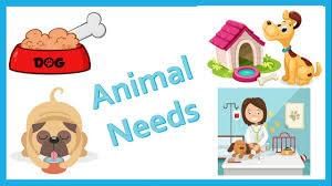 Humans and animals grow | Year 2 Science IGCSE (Cambridge) - Class 2