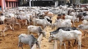 Importance of Livestock in Rajasthan`s Economy