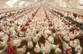 Livestock - 2 Class 4 Worksheet SST