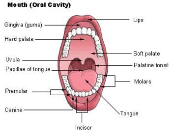 Revision Notes: Digestive System | Biology and Biochemistry for MCAT