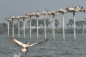 Wildlife and Ecotourism | APPSC State Specific Preparation Course - APPSC (Andhra Pradesh)