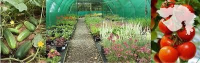 Gujarat: Horticulture | Gujarat State PSC (GPSC) Preparation: All subjects - GPSC (Gujarat)