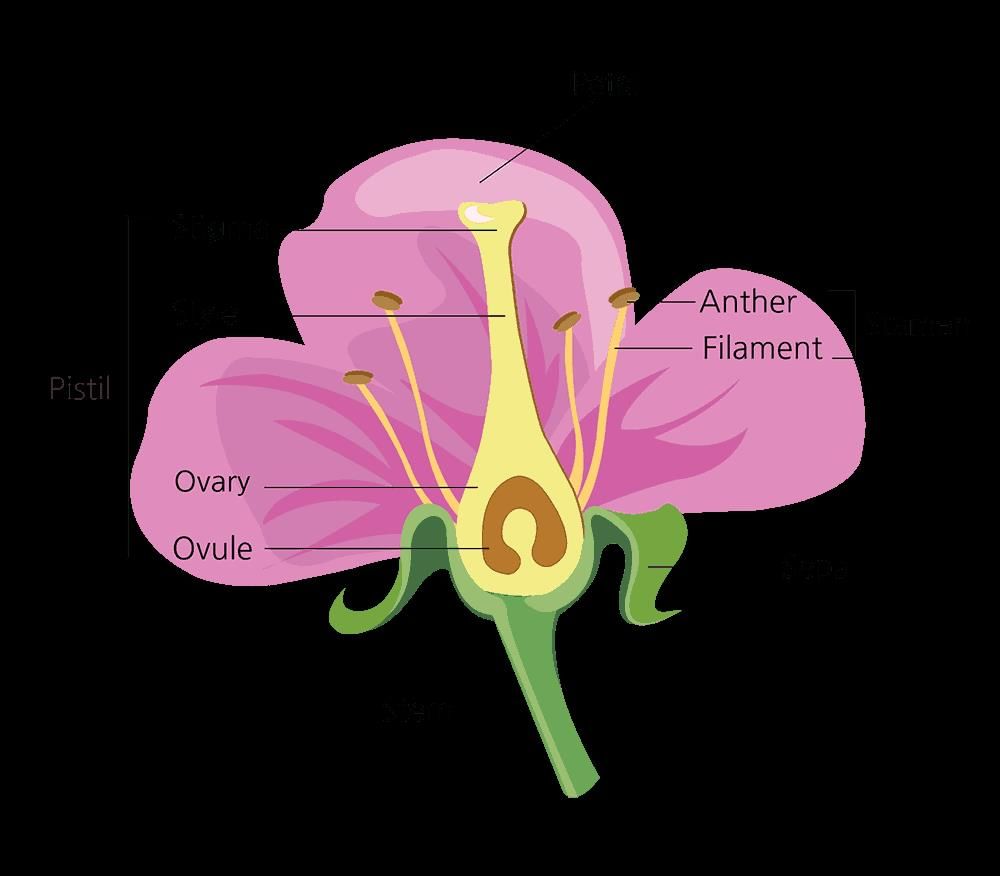 Revision Notes: Flower | Biology Class 9 ICSE