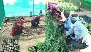 Rajasthan - Horticulture | RPSC Preparation: All subjects - RPSC RAS (Rajasthan)