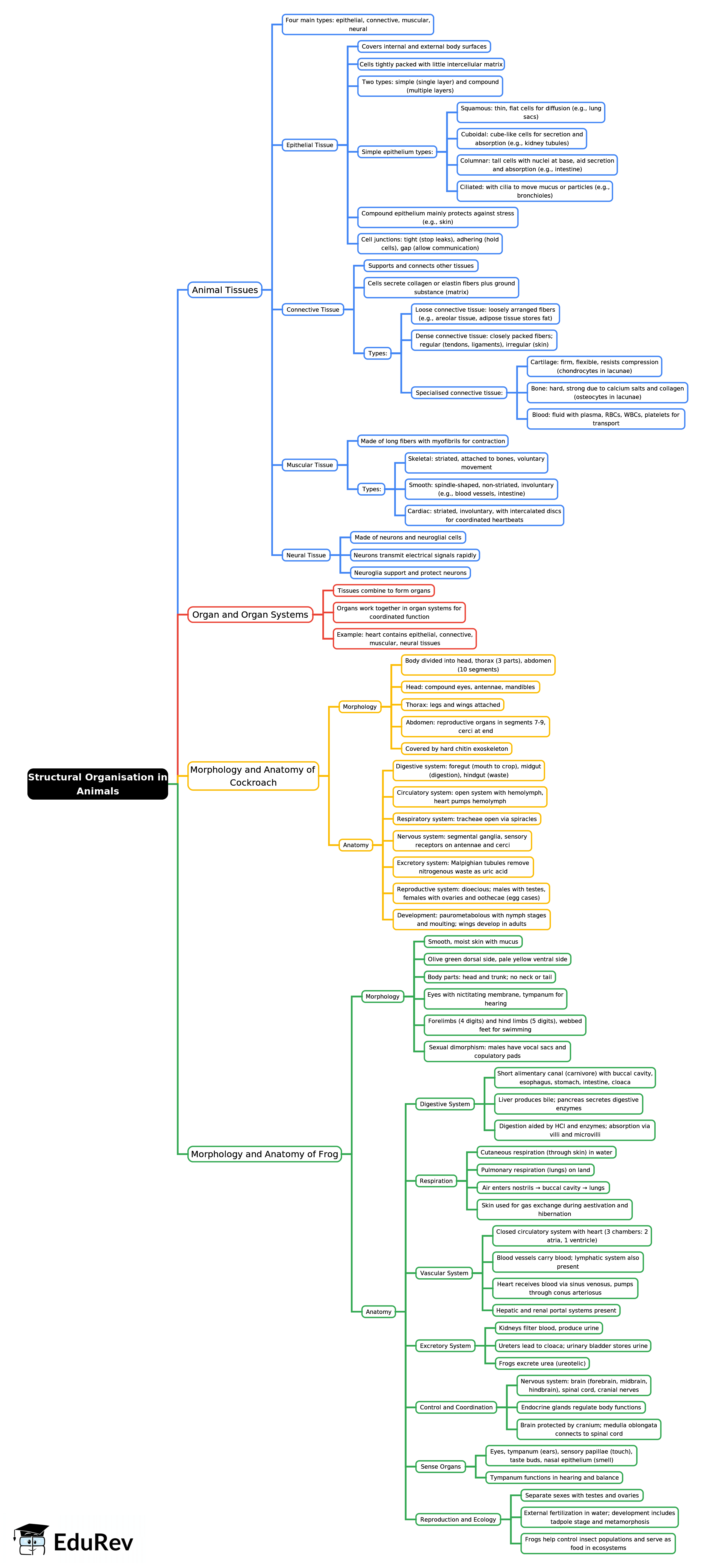 Mind Map: Structural Organisation in Animals | Biology Class 11 - NEET