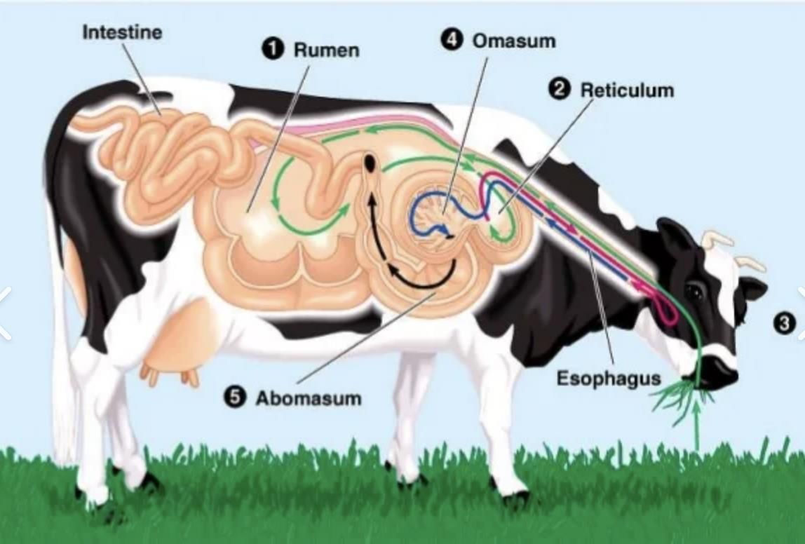 Class 7 Science Chapter 9 Question Answers - Life Processes in Animals