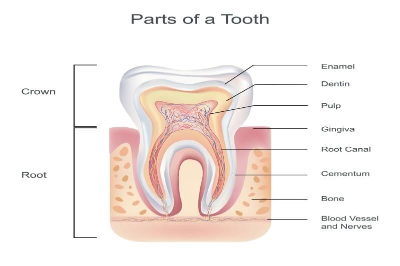 Revision Notes: Digestive System | Biology and Biochemistry for MCAT
