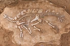 What can fossils tell us? | Year 6 Science