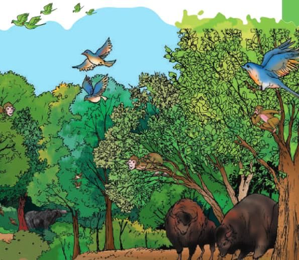 NCERT Solutions for Class 4 EVS Chapter 3 - Nature Trail