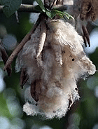 Kapok seeds I IMG 8004.jpg