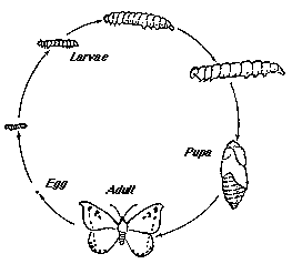 Pests and diseases and their mode of action - Plant Protection Measures, Crop Production | Crop Production Notes- Agricultural Engineering