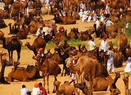 Fairs and Festivals of Rajasthan | RPSC Preparation: All subjects - RPSC RAS (Rajasthan)