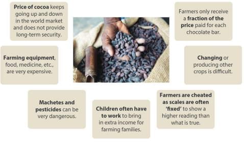 Case Study: Cocoa Cultivation in Ghana | Geography Class 7 ICSE