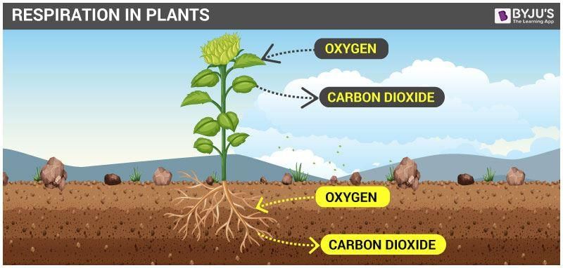 Revision Notes: Respiration in Plants | Biology Class 9 ICSE