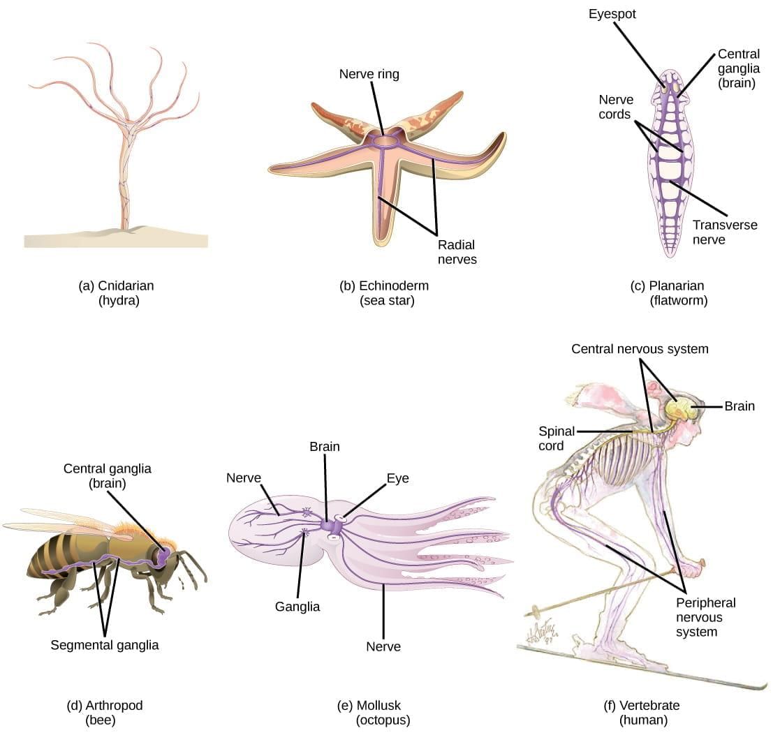 Human Neural System | Biology Class 11 - NEET