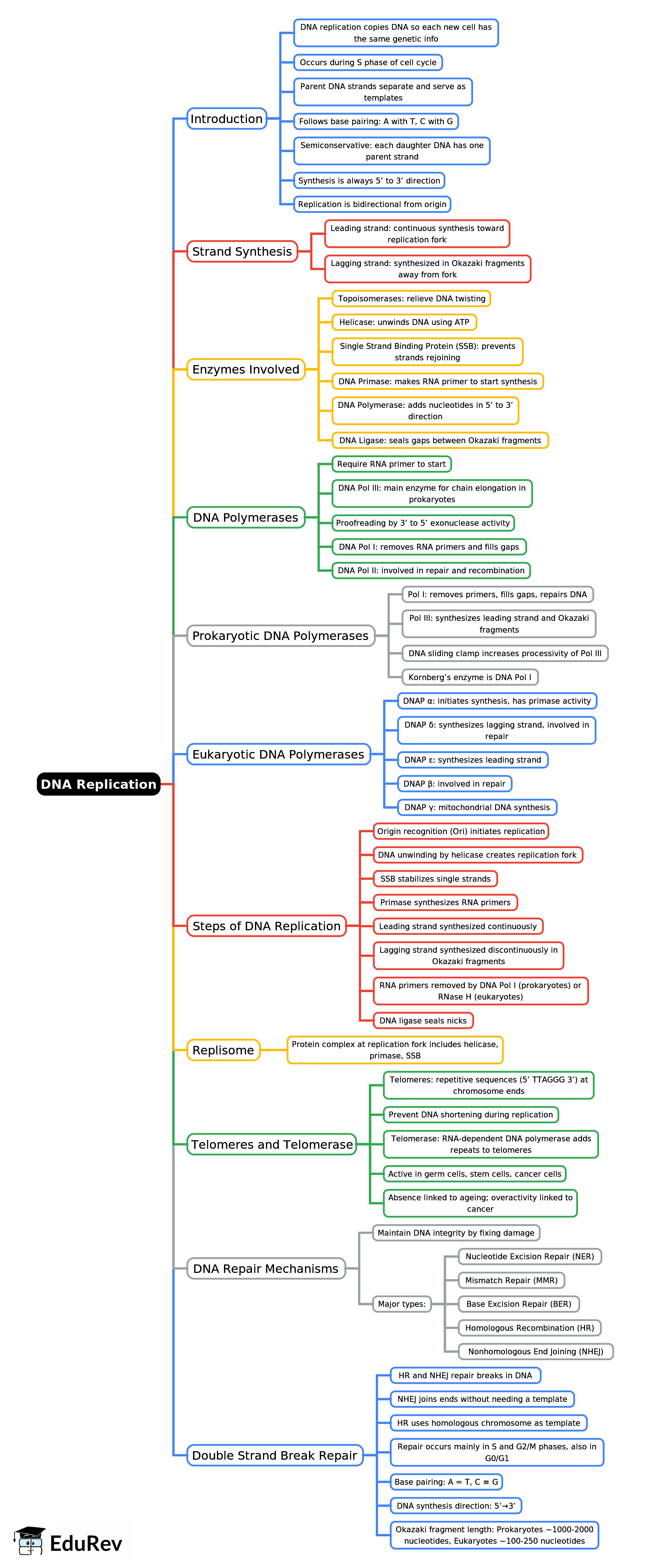 Mind Map: DNA Replication | Biochemistry - NEET PG