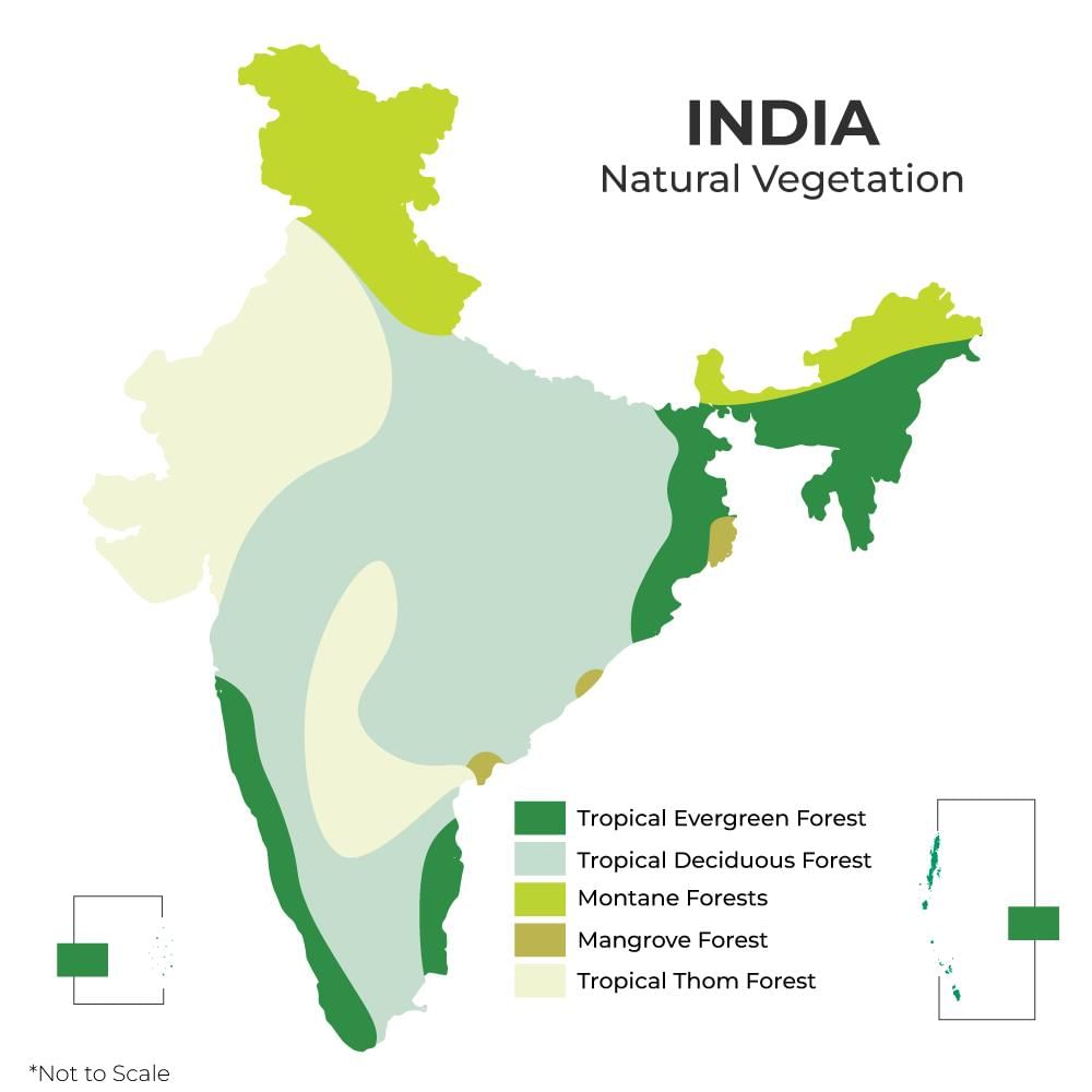 Natural Vegetation | Geography Optional for UPSC