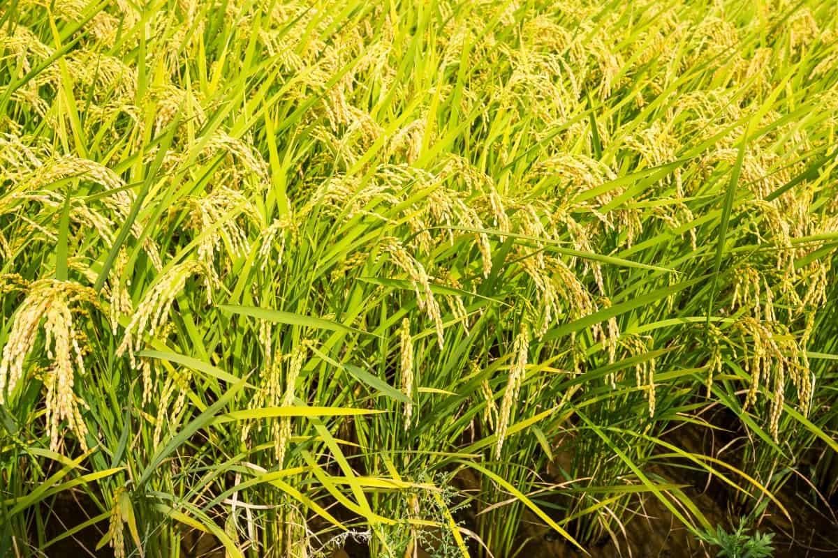 Class 6 Civics Chapter 7 Question Answers - Rural Livelihoods