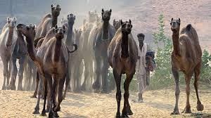 Declining Camel Population in Rajasthan