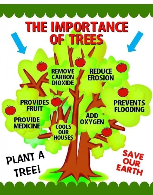 Plants Chapter Notes | EVS for Class 2