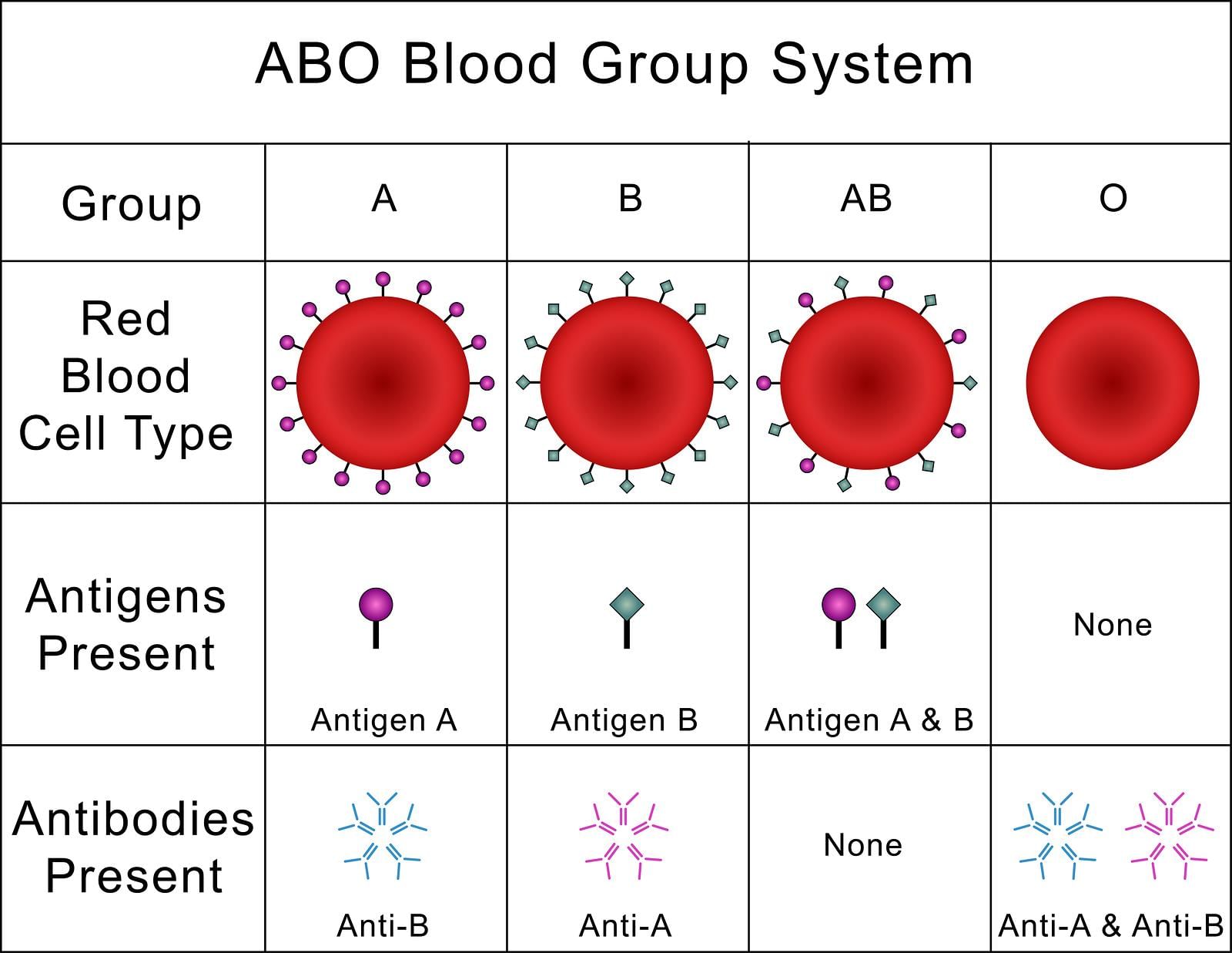 Blood - Notes, Biology | General Awareness - Bank Exams