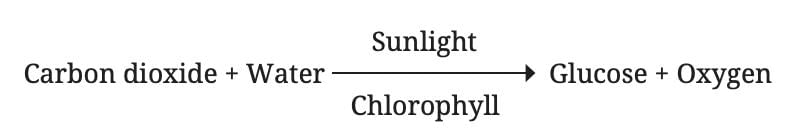 Life Processes in Plants Class 7 Notes Science Chapter 10 Free PDF