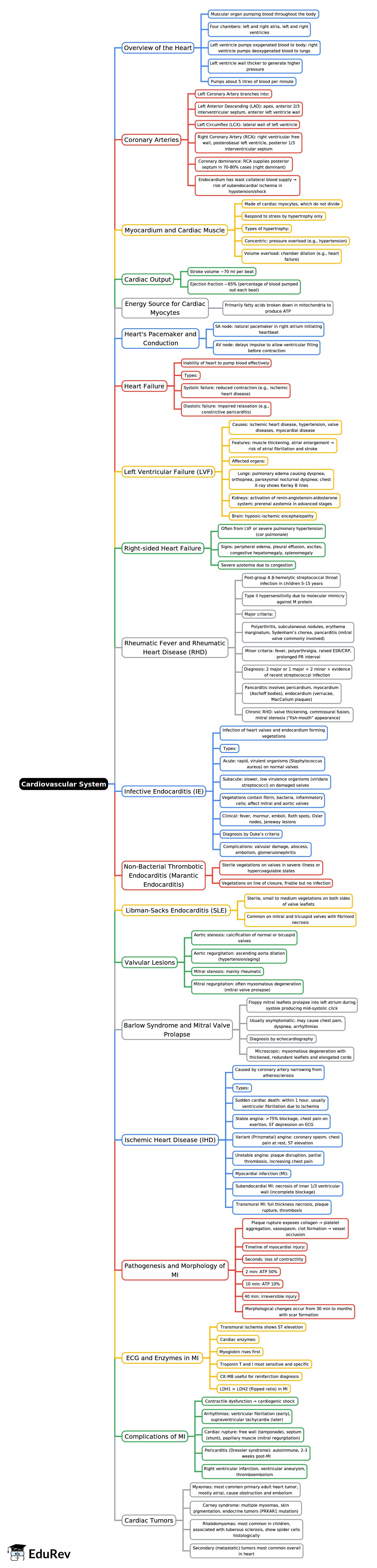 Mind Map: Cardiovascular System -1
