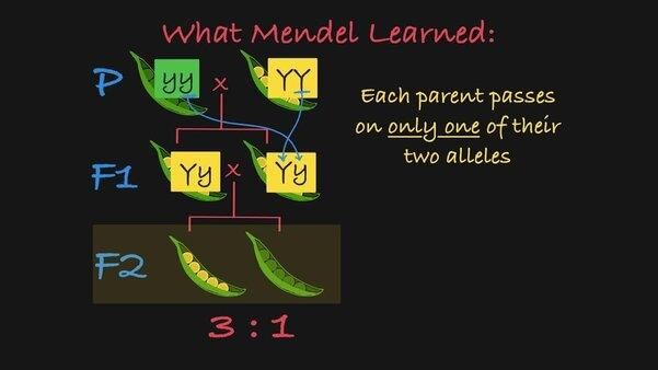 answer Image