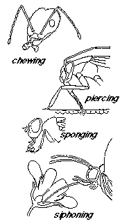 Pests and diseases and their mode of action - Plant Protection Measures, Crop Production | Crop Production Notes- Agricultural Engineering