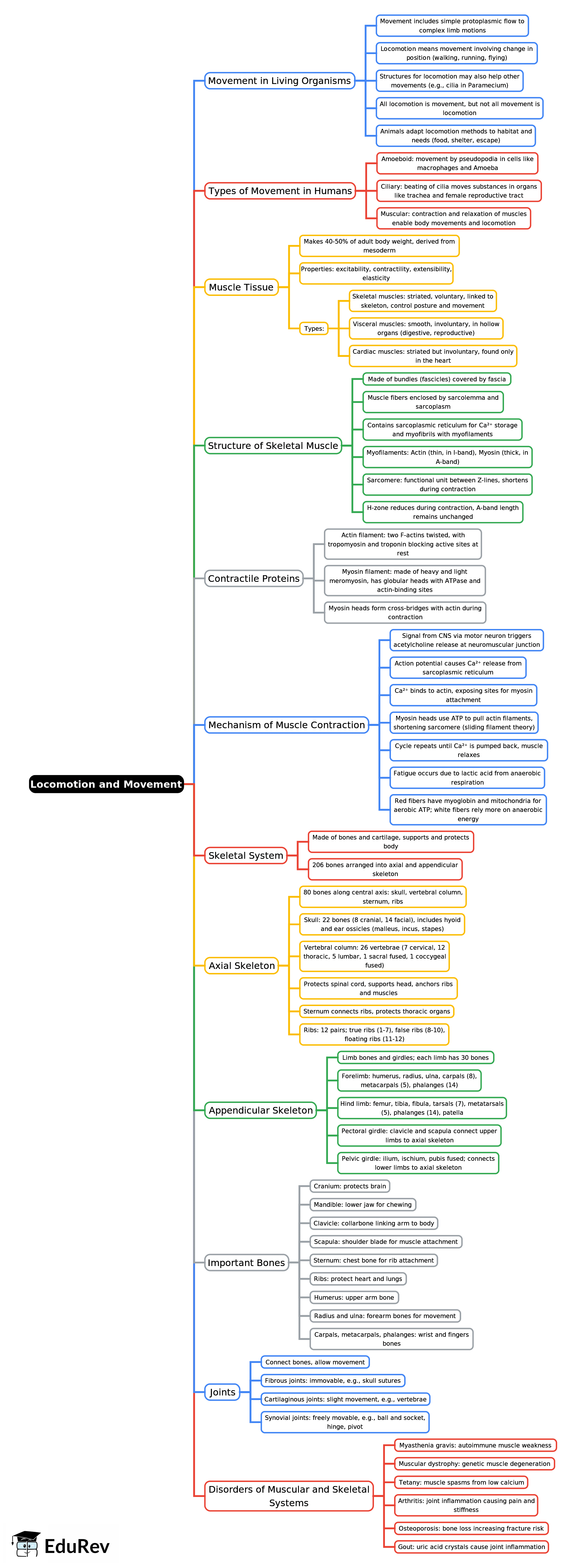 Mind Map: Locomotion and Movement | Biology Class 11 - NEET