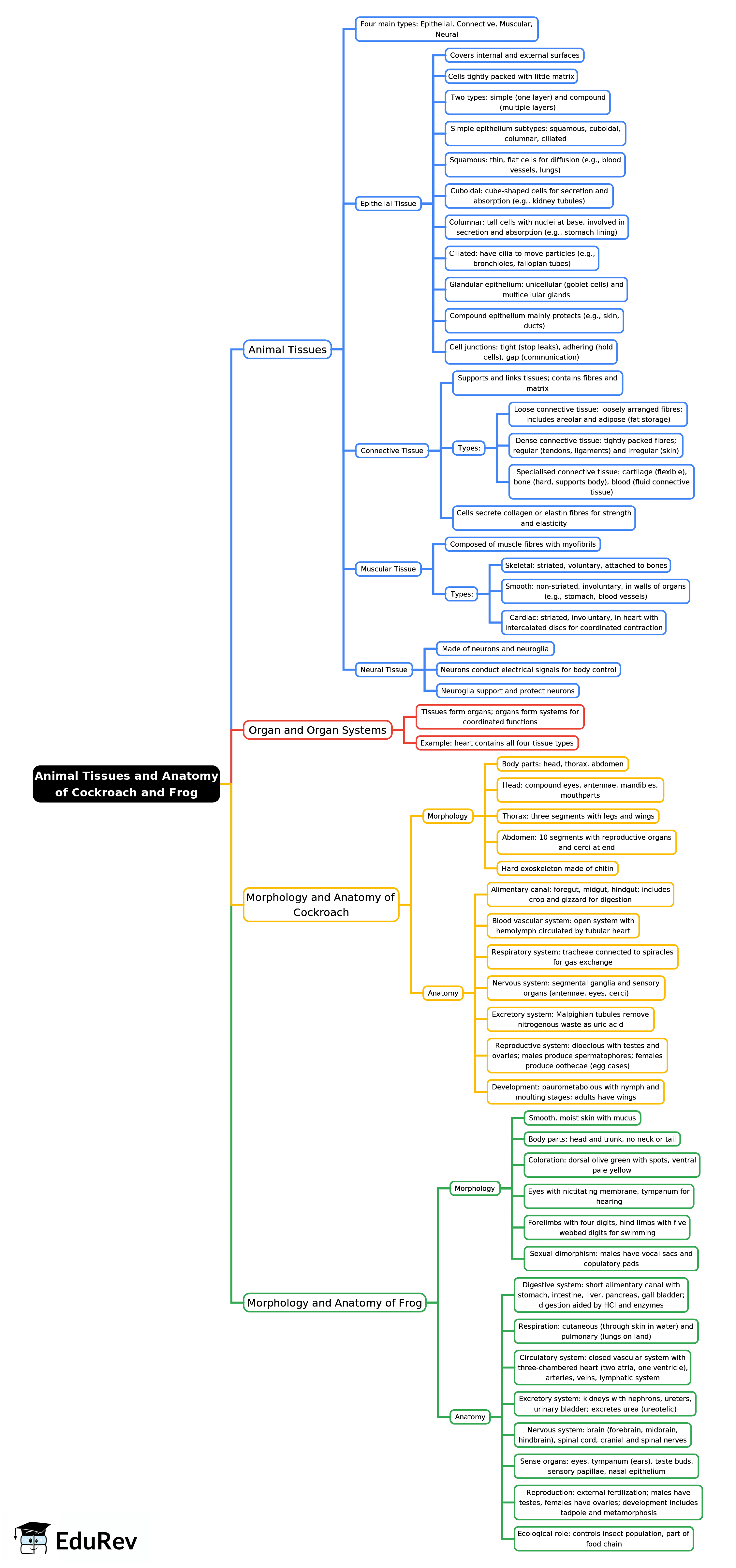 Mind Map: Animal Tissues and Anatomy of Cockroach and Frog - NEET