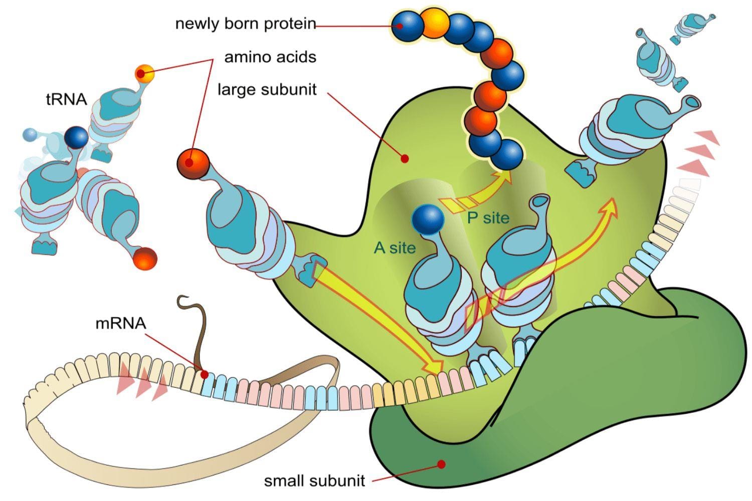 Translation Chapter Notes - Biochemistry - NEET PG PDF Download