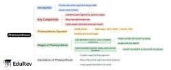 Mind Map - PDF Download
