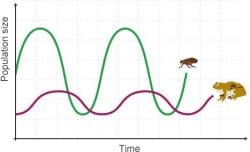 Changes to Food Webs - Year 7 PDF Download