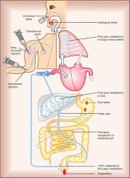 Introduction, Routes of Drug Administration Chapter Notes - Pharmacology