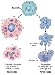 Apoptosis - CSIR NET Life Science PDF Download
