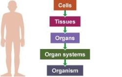 How plants and animals are organised? - Year 7 PDF Download