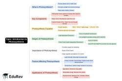 Mind Map - PDF Download
